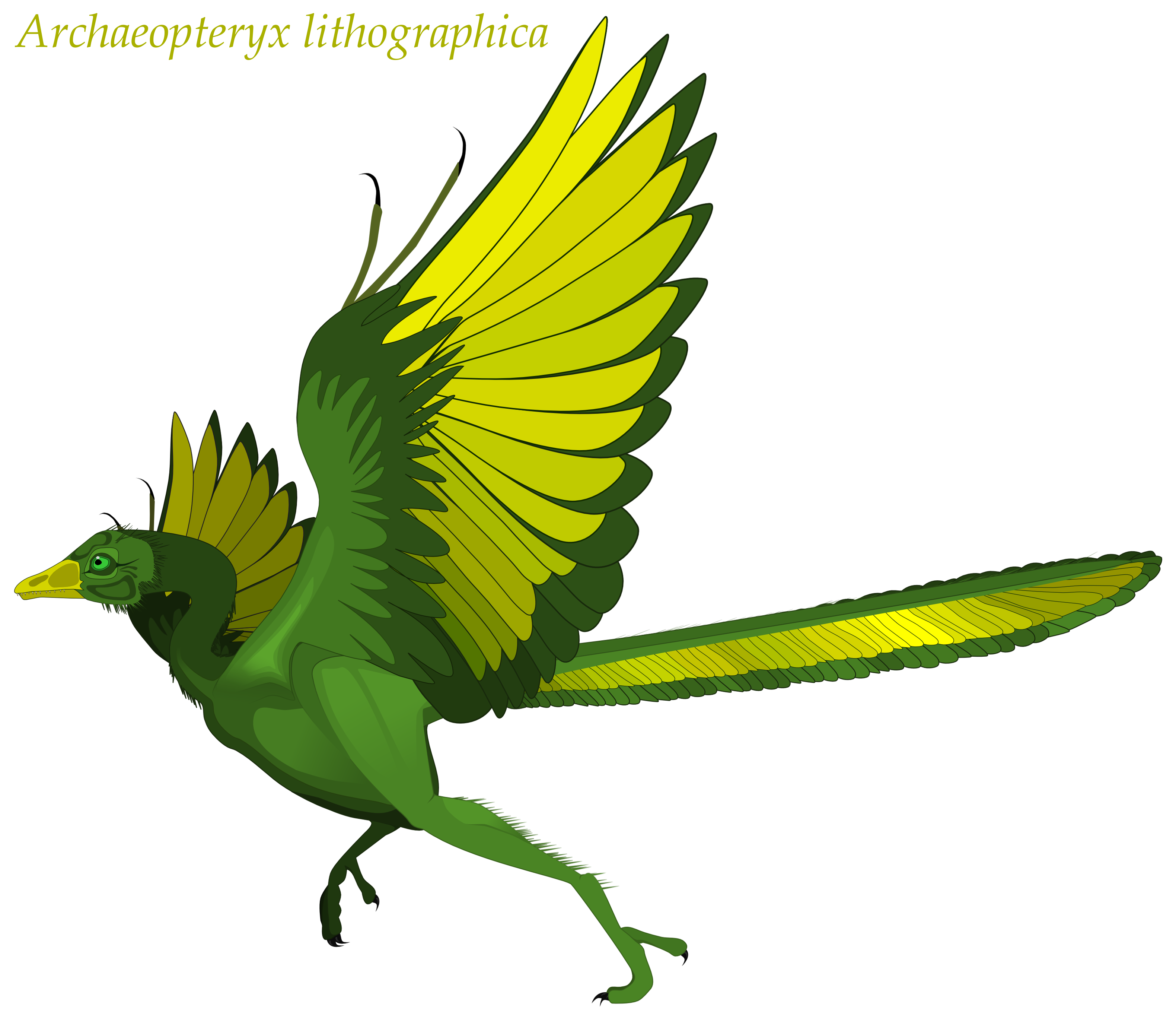 Archeopteryx